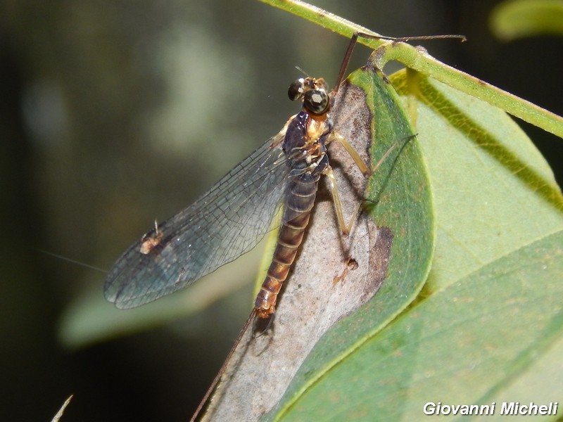 Ecdyonurus del Parco del Ticino c/o Pontevecchio MI
